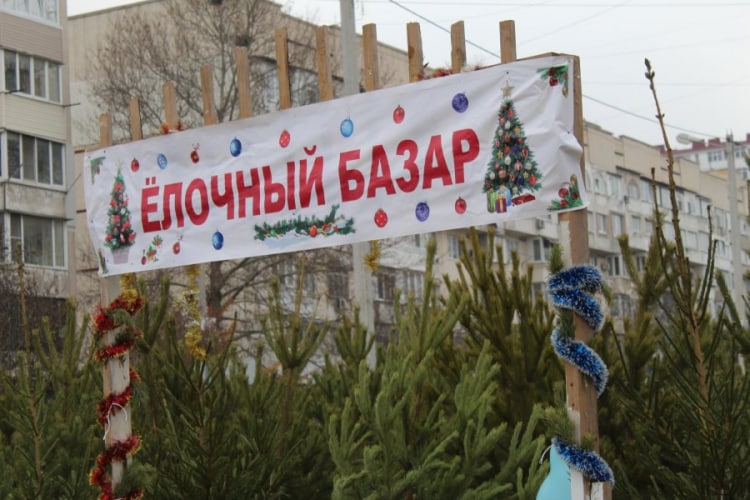 В правительстве Севастополя рассказали, где можно будет купить новогоднюю ёлку