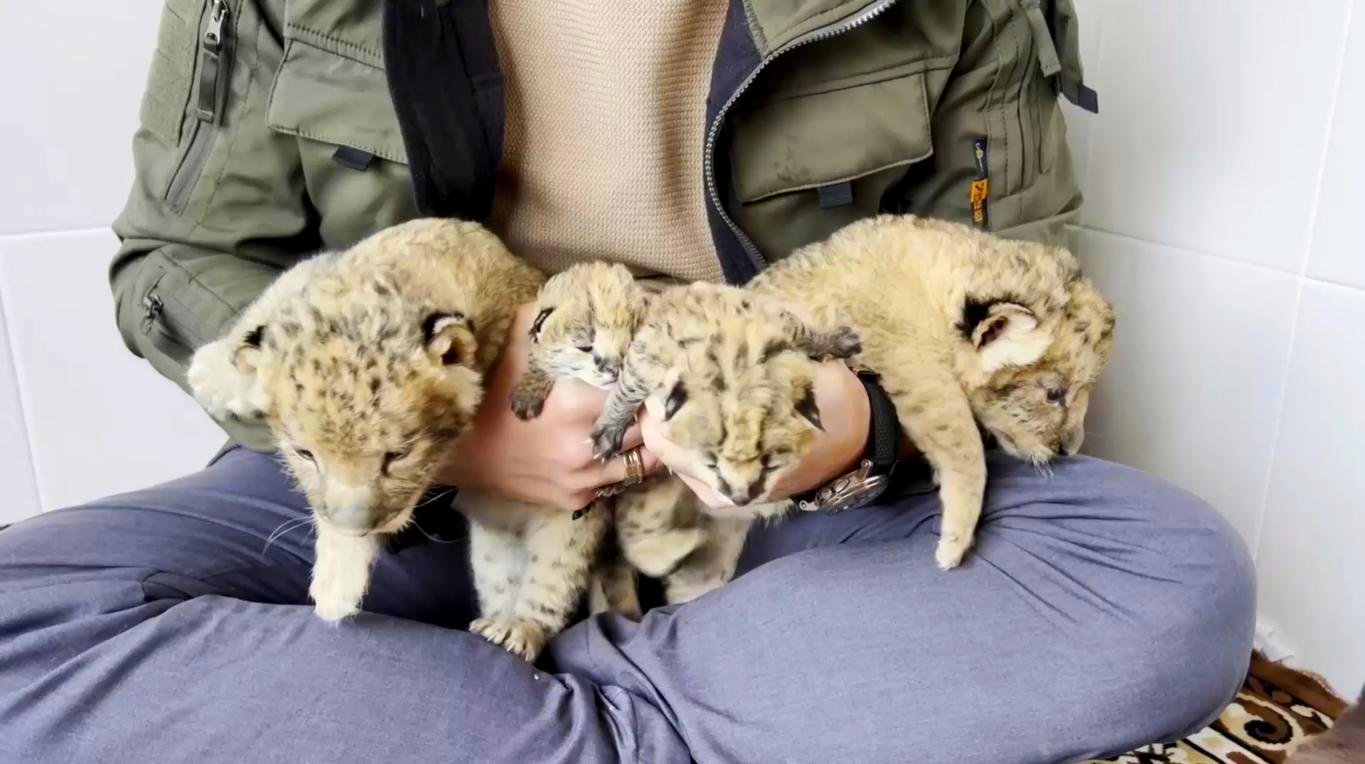 Львята и сервалы: в Бахчисарайском парке миниатюр появились на свет четверо хищных кошек