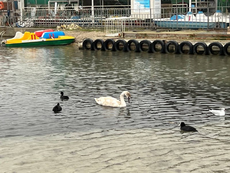 В Севастополе специалисты освободят лебедя от лески в бухте Омега