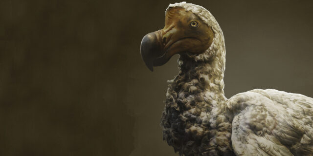 Ученые намерены «воскресить» вымершую птицу додо