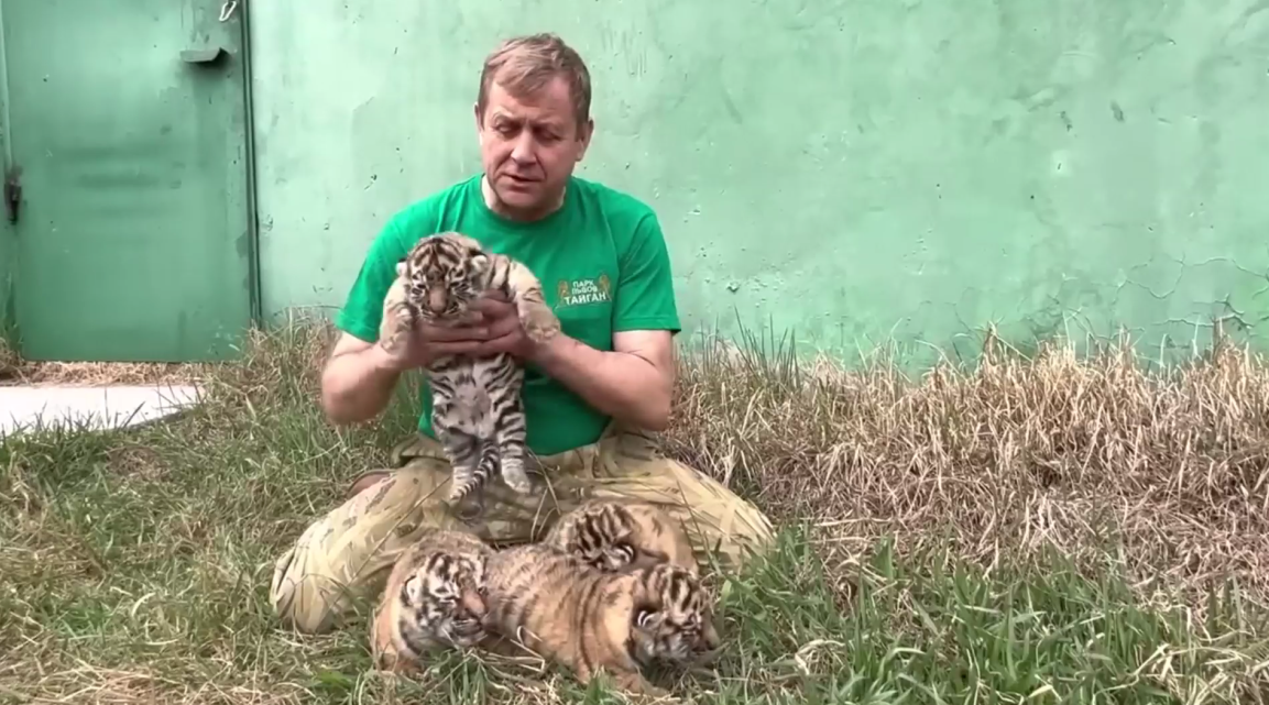 В парке львов «Тайган» у редких амурских тигров появилось потомство (видео)