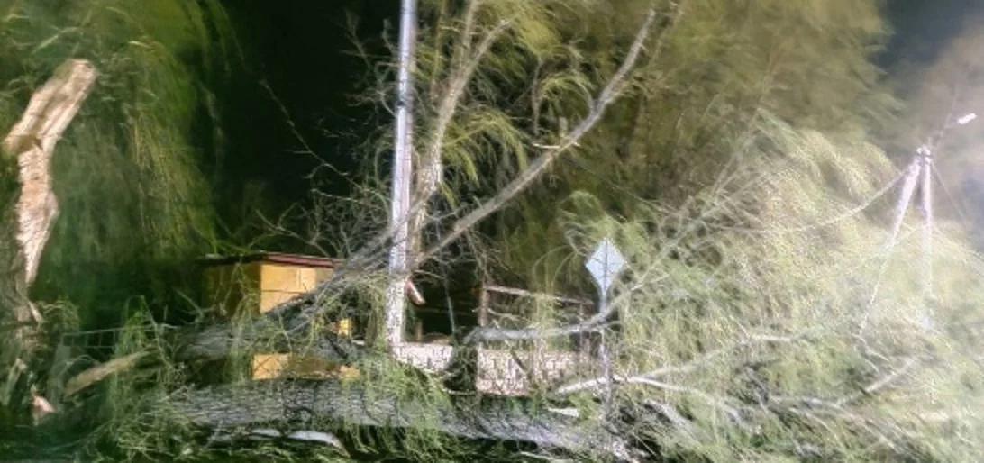 В селе под Севастополем на проезжую часть упало дерево