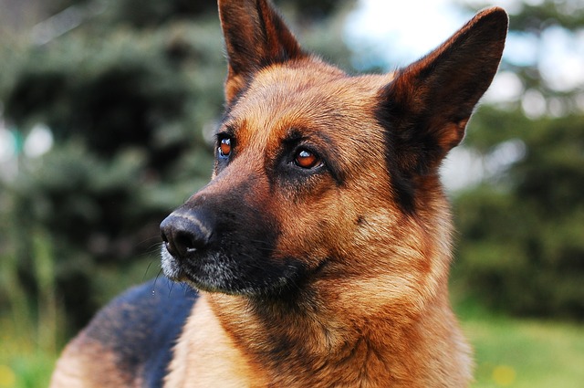 В РФ могут ввести штрафы за выгул собак без намордника