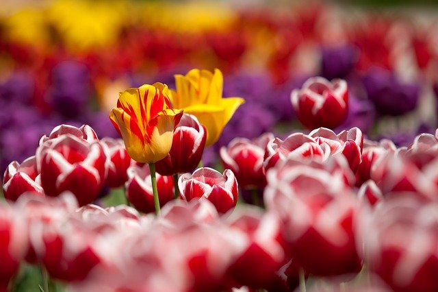 В Севастополе высадили почти  90 тыс. цветов