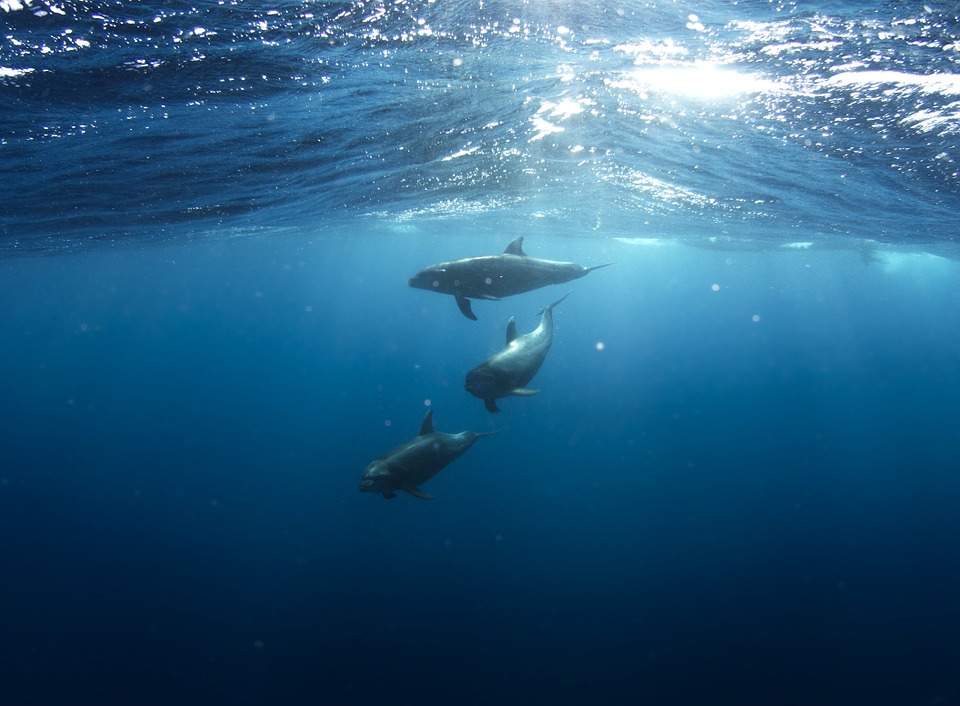 В Крыму с начала года найдены мертвыми 77 дельфинов