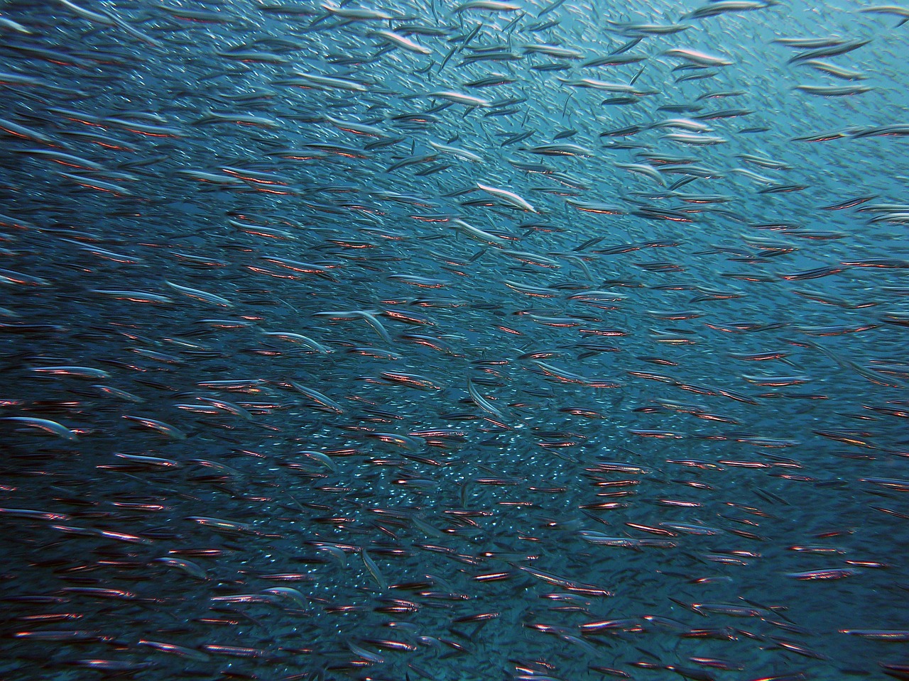 В Черном море выловили почти всю хамсу, стало меньше другой рыбы
