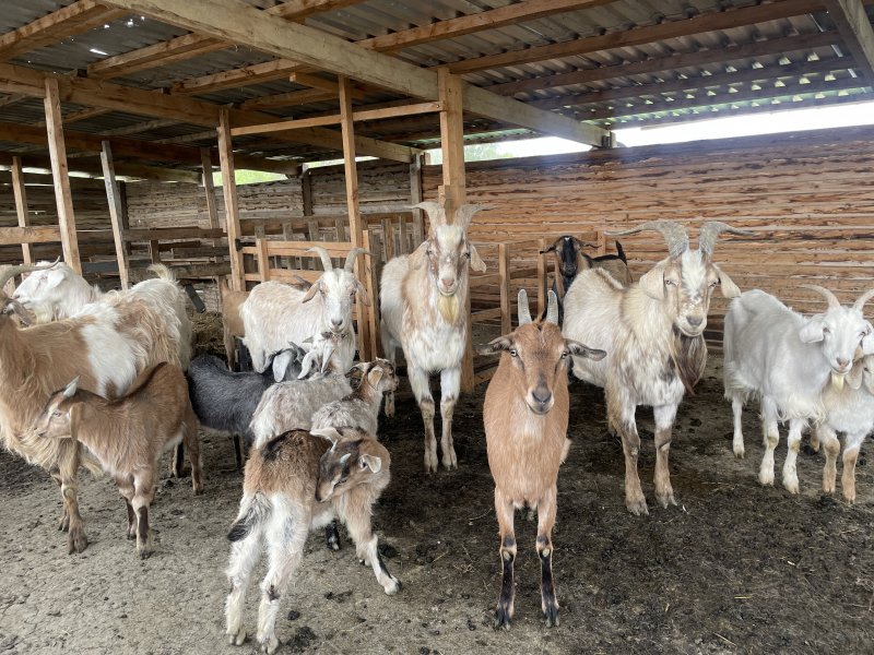 В Севастополе ветеринарная служба проверит овец и коз на туберкулез