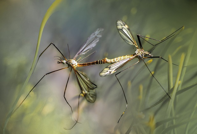 Ученые придумали эффективное натуральное средство от комаров