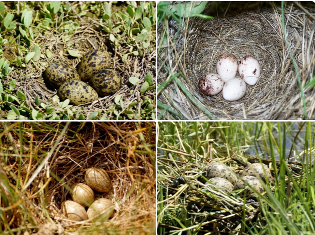 «Не подбирайте яйца диких птиц»: в заповедниках Крыма наступает «сезон кладок»