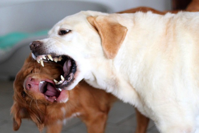В России предлагают ужесточить наказание за нападения собак на людей
