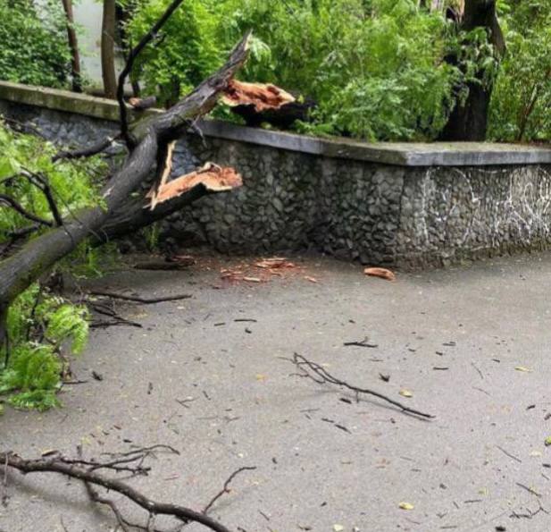Получила множественные травмы: в Симферополе на женщину упало дерево
