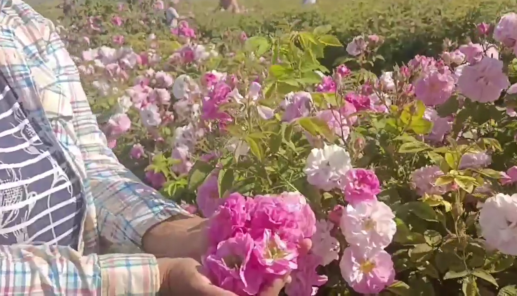 Аграрии Крыма приступили к масштабной уборке розы