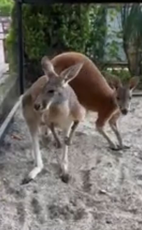 В Бахчисарайский зоопарк приехали два кенгуру из Австралии