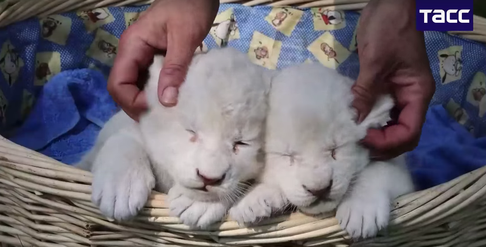 В крымском сафари-парке родились белые львята (видео)