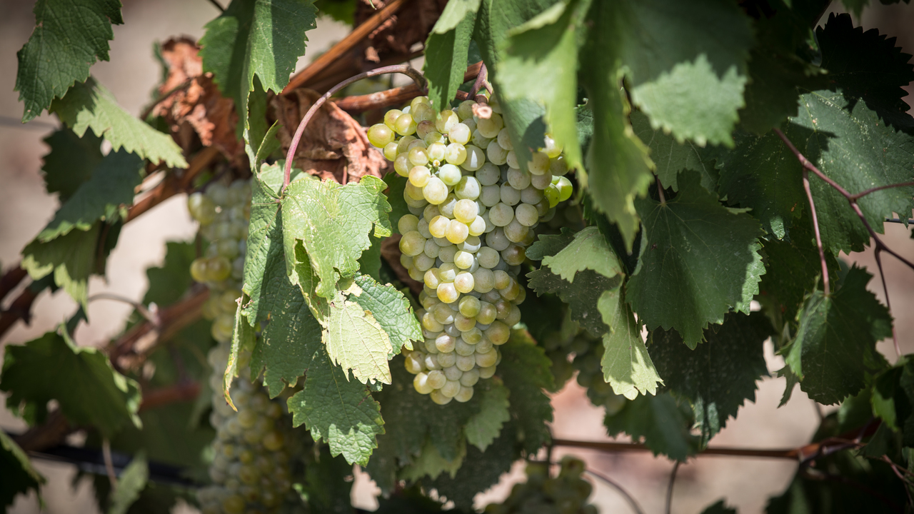 За счет господдержки в Крыму появилось около семи тысяч га новых виноградников
