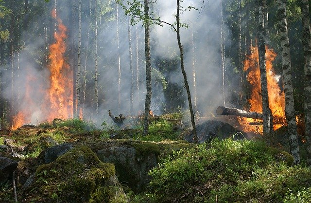 В деревья ударила молния: спасатели тушат крупный пожар в Ялтинском заповеднике (видео)