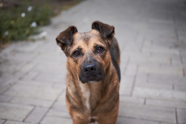 В Крыму установят штрафы за нарушение правил содержания собак
