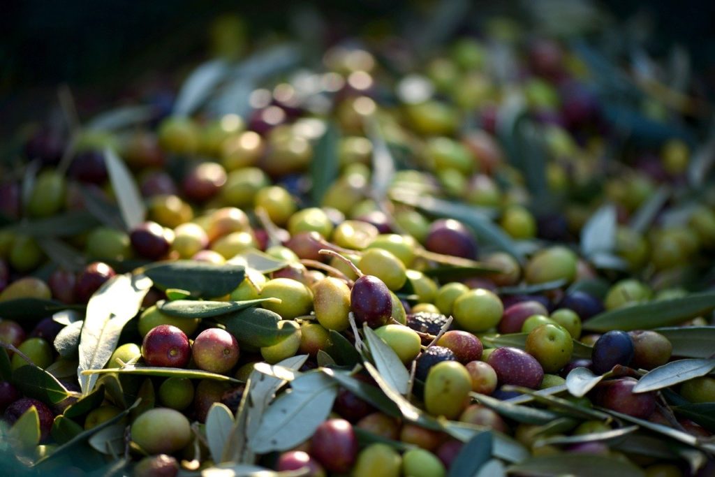 Аграрии Крыма стали выращивать киви и оливки