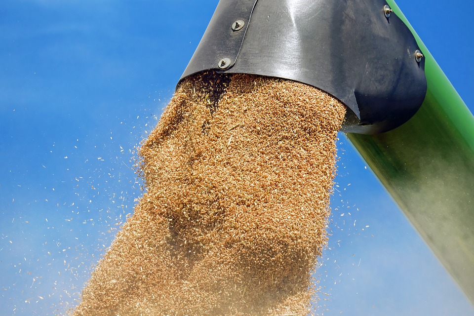 Египет отказался покупать пшеницу у России