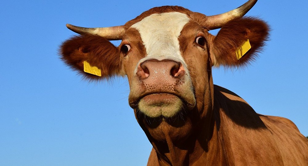 В Севастополе на этой неделе пройдет вакцинация рогатого скота