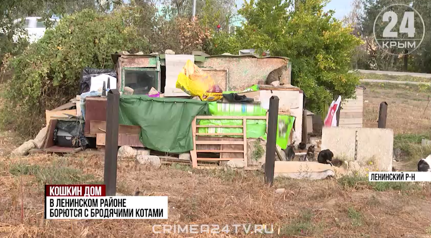 «Кошкин дом раздора»: в крымском Щелкино возник конфликт из-за стихийного приюта (видео)
