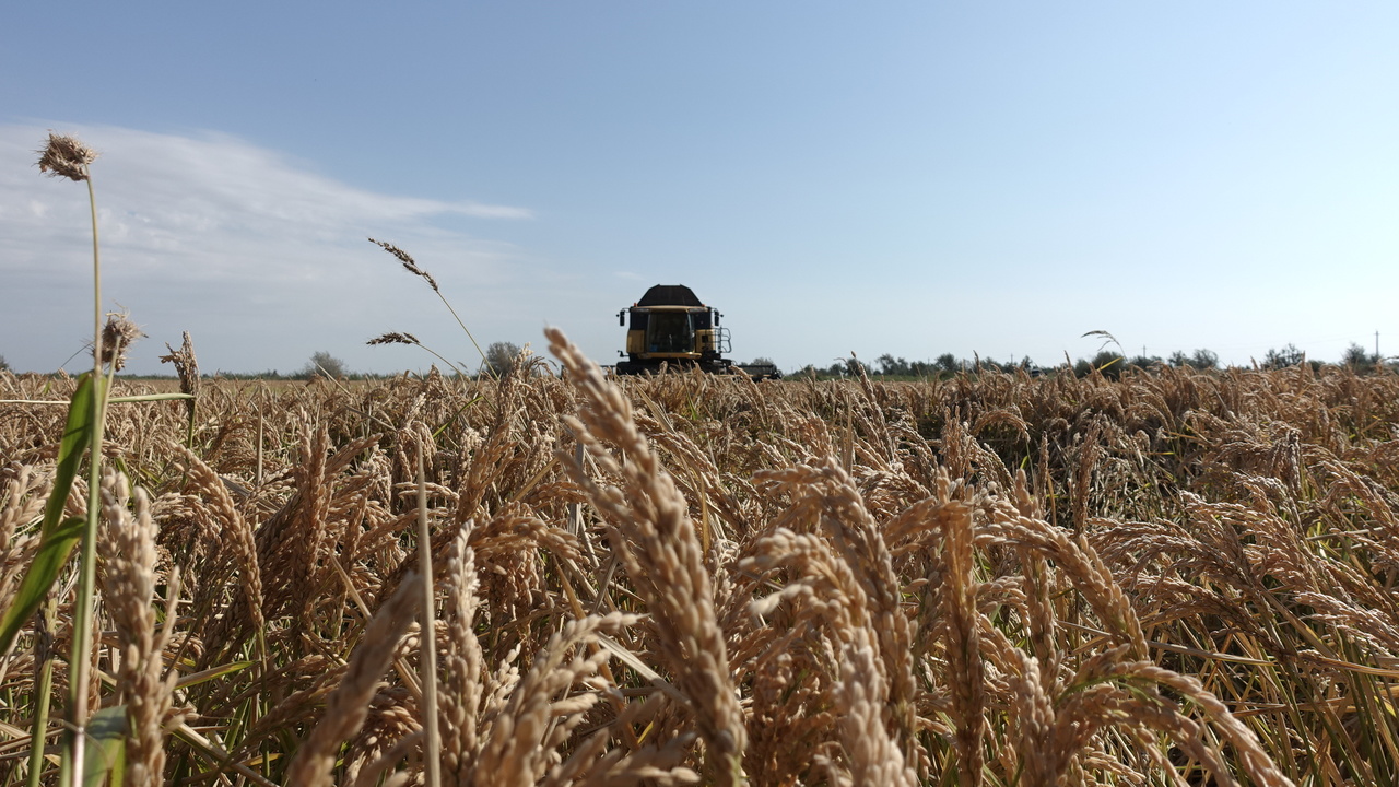 «Высокая урожайность»: крымские аграрии закончили уборку риса