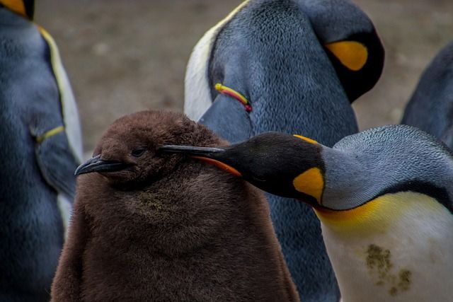 В Бахчисарайском парке поселятся семь пингвинов