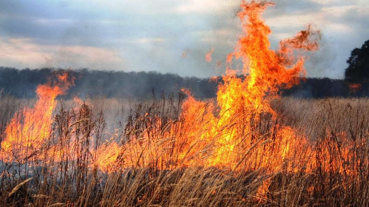 Пожар на границе села и природного парка: спасатели потушили огонь на востоке Крыма