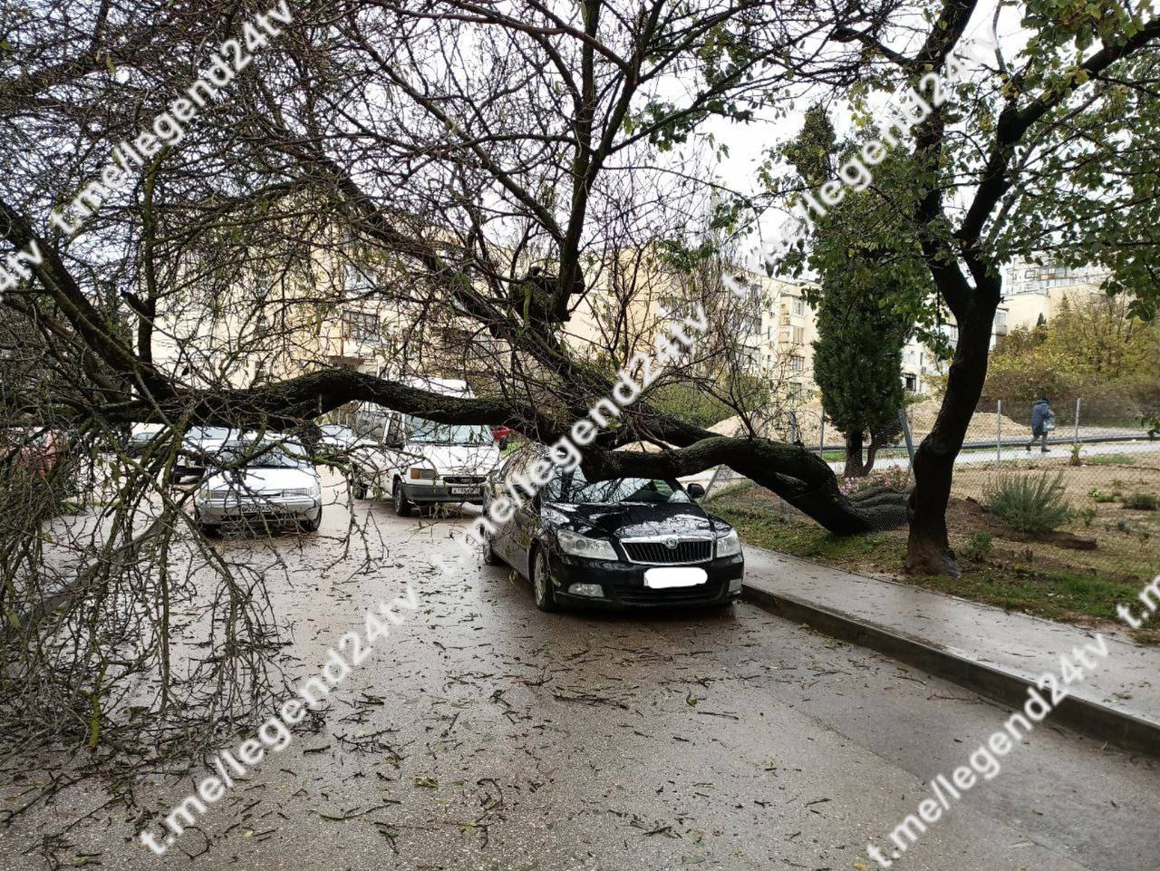 В Севастополе на автомобиль упало дерево