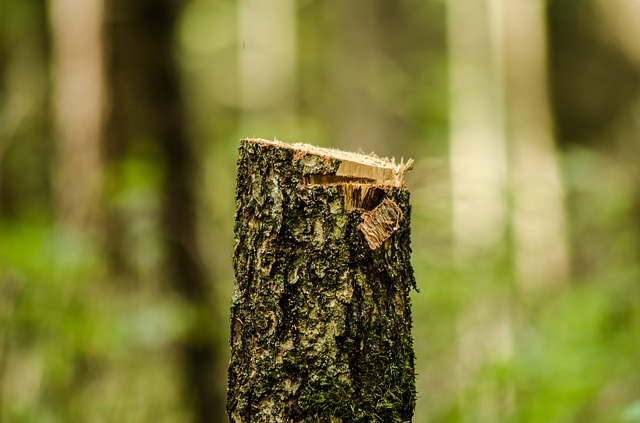 Житель Севастополя ответит в суде за вырубку 59 деревьев в заказнике «Ласпи»