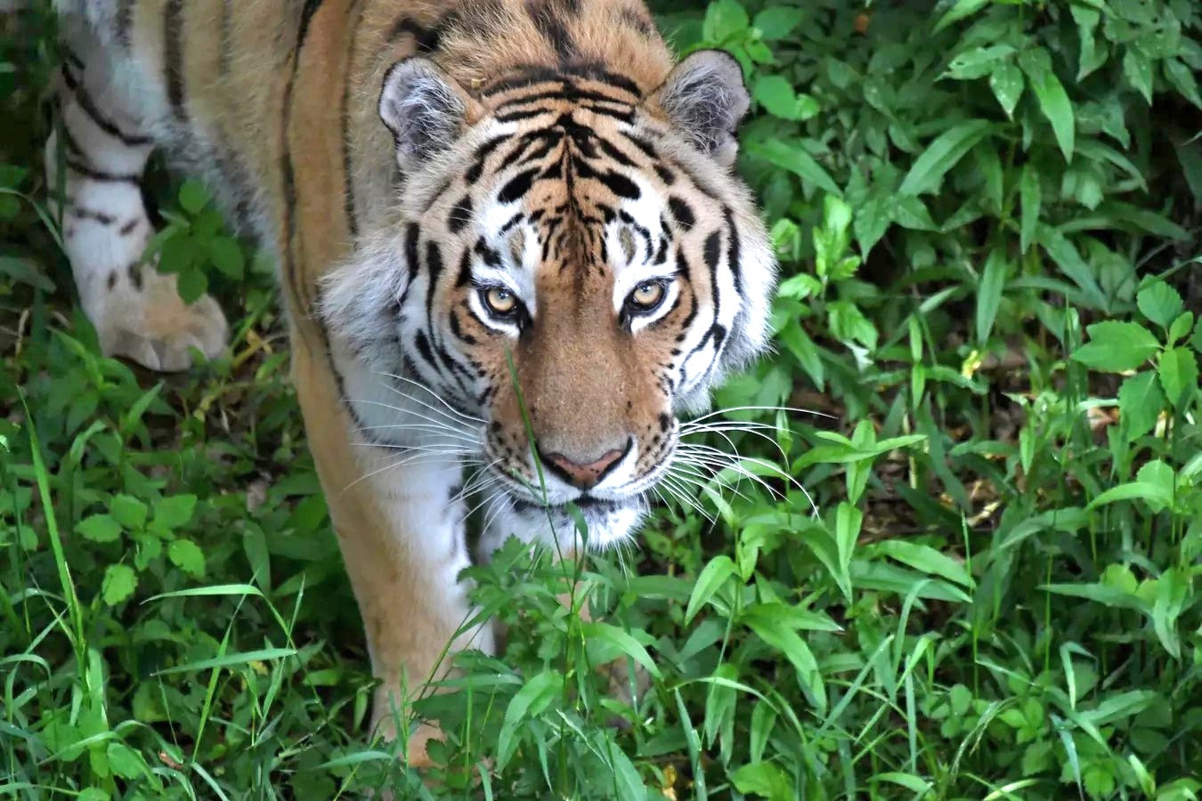 Директор «Тайгана» Зубков прокомментировал поиски амурского тигра в Крыму