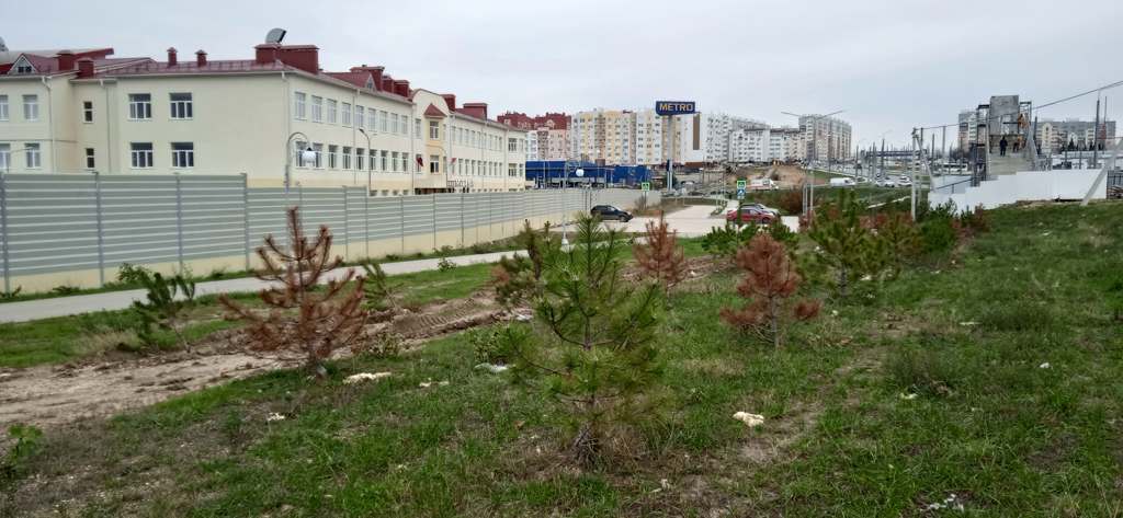 В Севастополе вокруг школы «Экотех+» погибли саженцы сосны