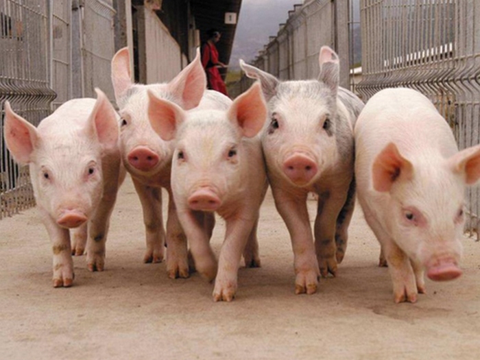 В Крыму выявили африканскую чуму свиней