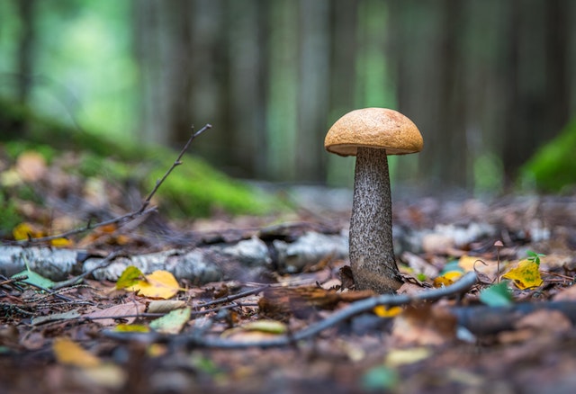 В крымском лесу спасли заблудившихся грибников