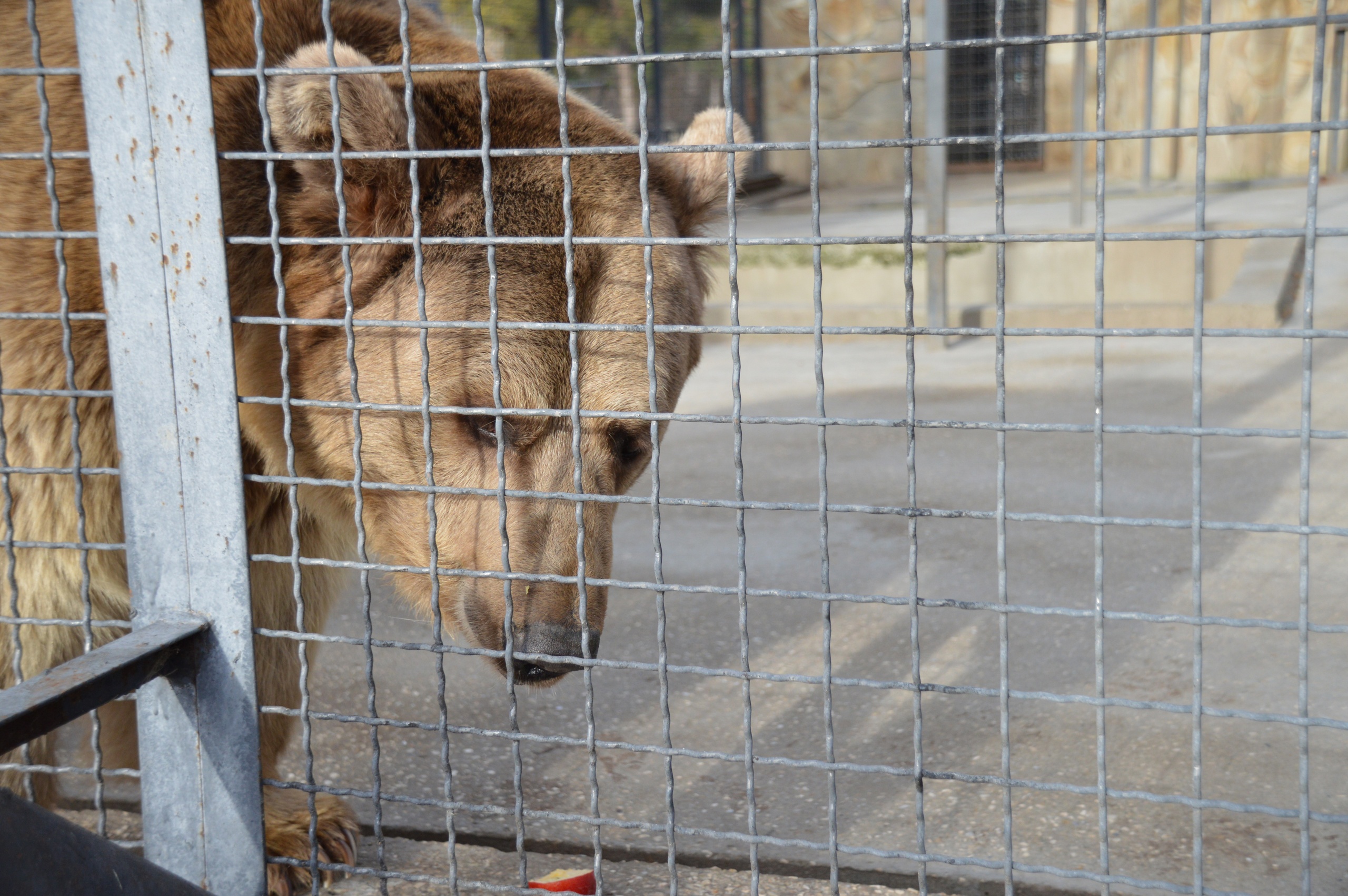 Директор «Тайгана» Зубков прокомментировал инцидент с укушенной медведем посетительницей парка