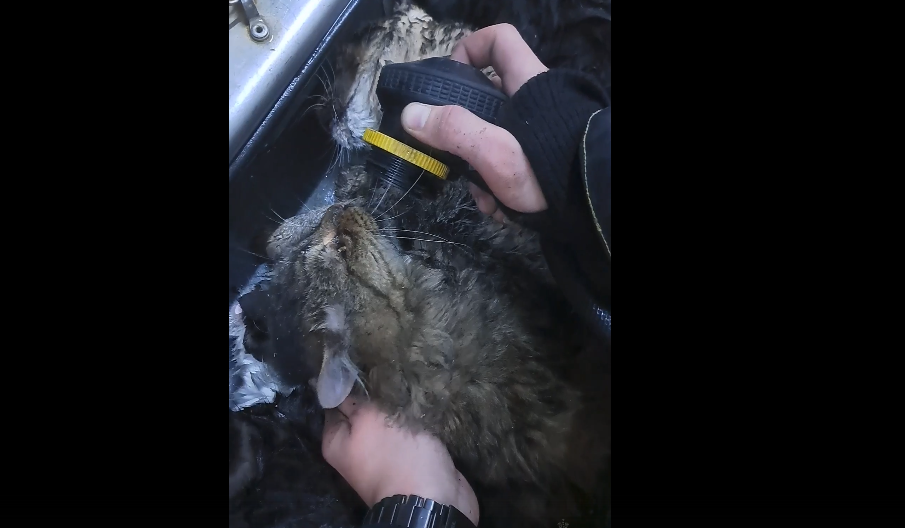 В Симферополе сотрудники МЧС спасли из горящего склада 15 котов (видео)