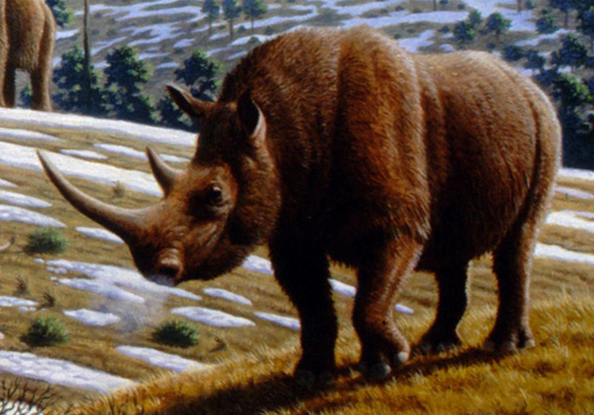 Из России пытались вывезти рог носорога возрастом 15 тысяч лет