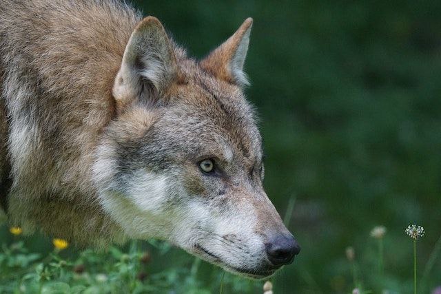 Волк напал на четырех людей в Курганской области