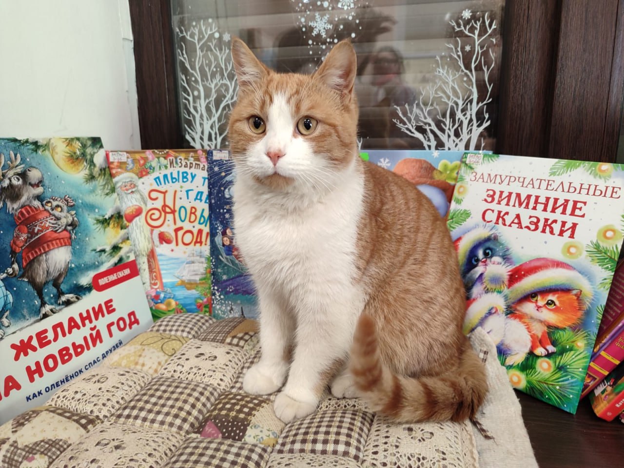 В Симферополе нашли пропавшего рыжего кота Степана — «сотрудника» библиотеки