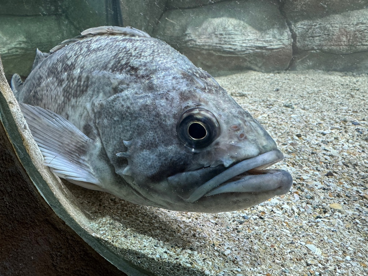 Алуштинский аквариум заплатит за поимку в море опасного хищника