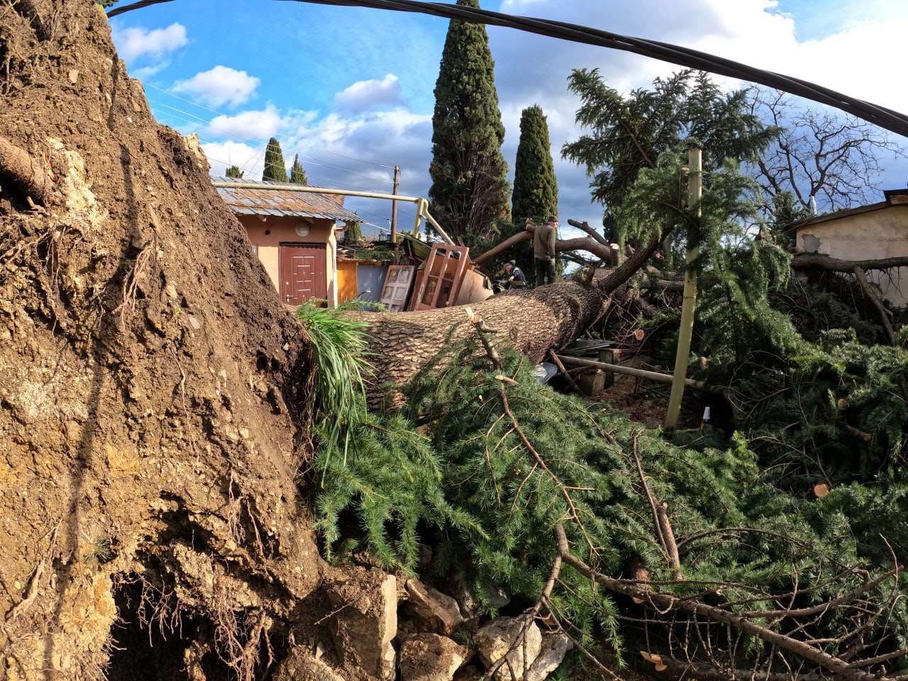 В Ялте ураганный ветер повалил 250-летний кедр и еще больше двадцати деревьев