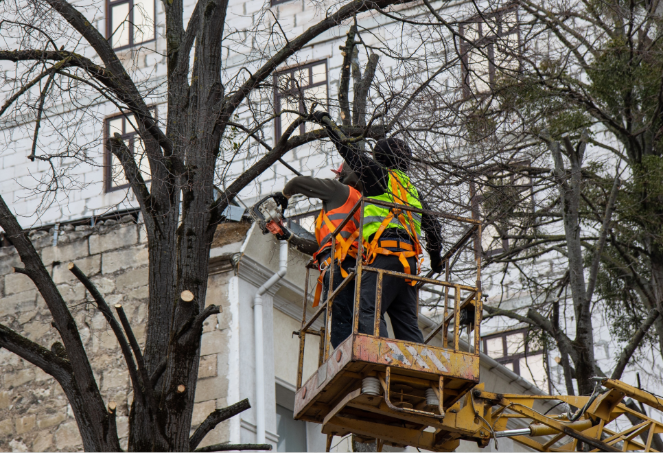 Поступили жалобы: прокуратура проверяет законность обрезки деревьев в парке Симферополя