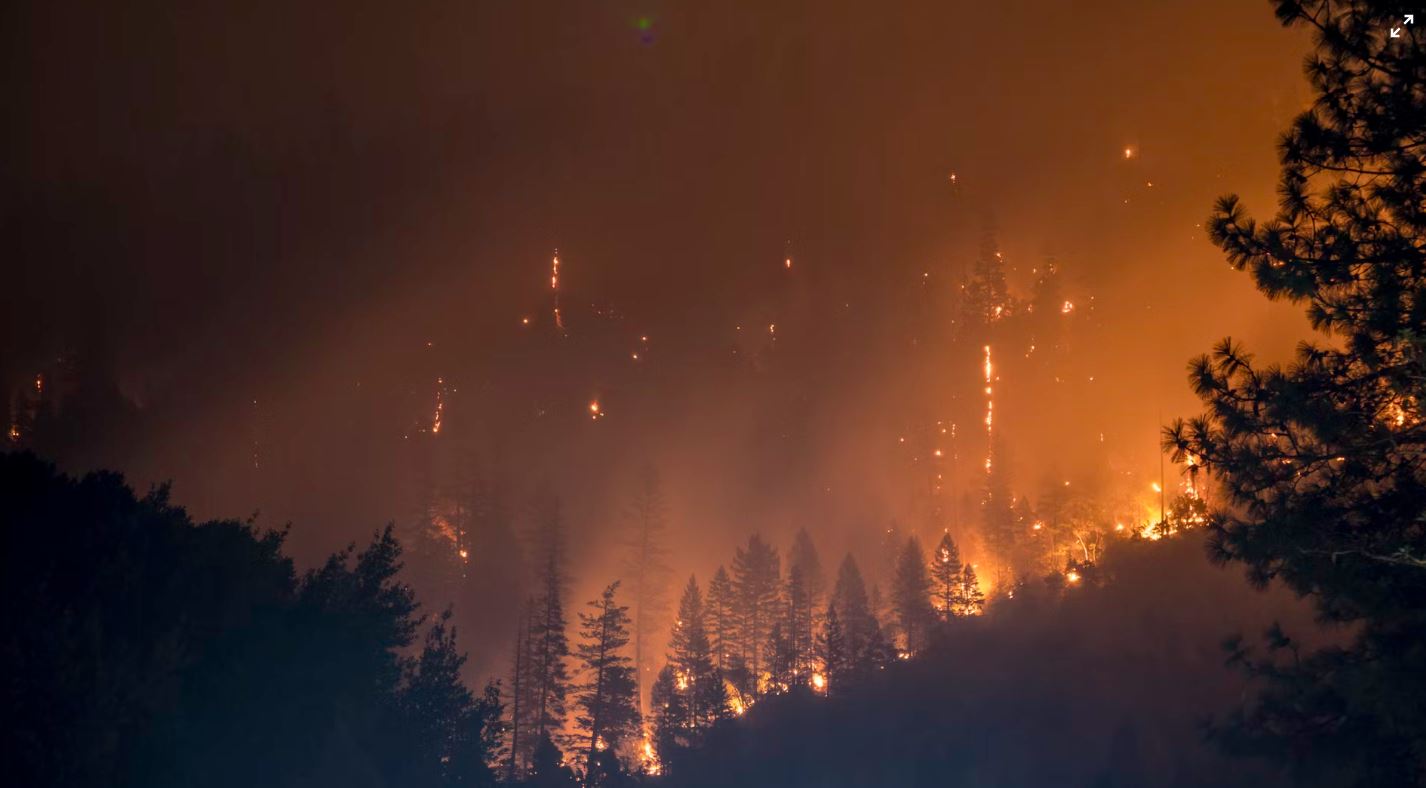 В Приморье в полтора раза увеличилась площадь лесных пожаров