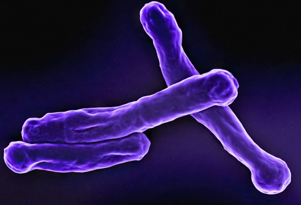 Ученый выявил новый опасный штамм туберкулеза