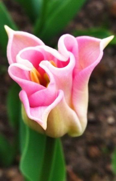 Старт Парада тюльпанов в Никитском ботаническом саду назначили на 27 марта