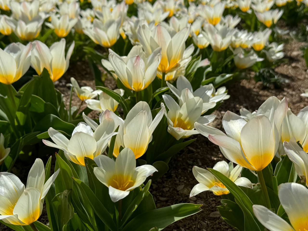 На клумбах Севастополя высадили 185 тысяч цветов