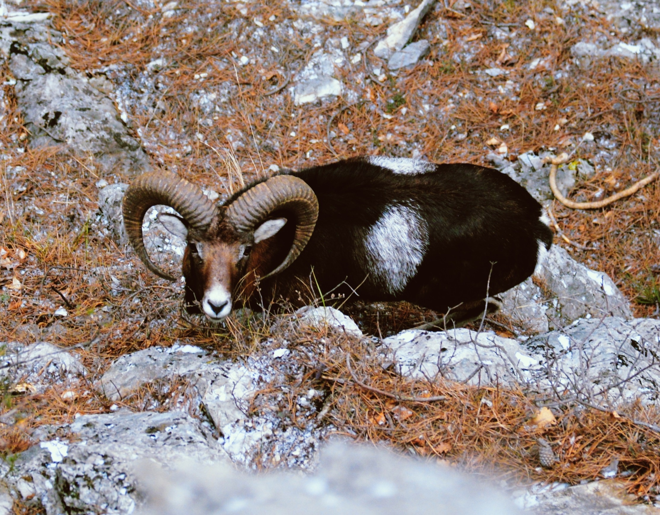 Дикие бараны в Крымских горах: на полуострове зафиксирован рост популяции краснокнижных муфлонов