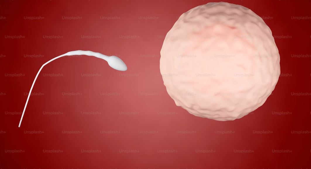 Мужчины живут меньше женщин из-за сперматозоидов — ученые