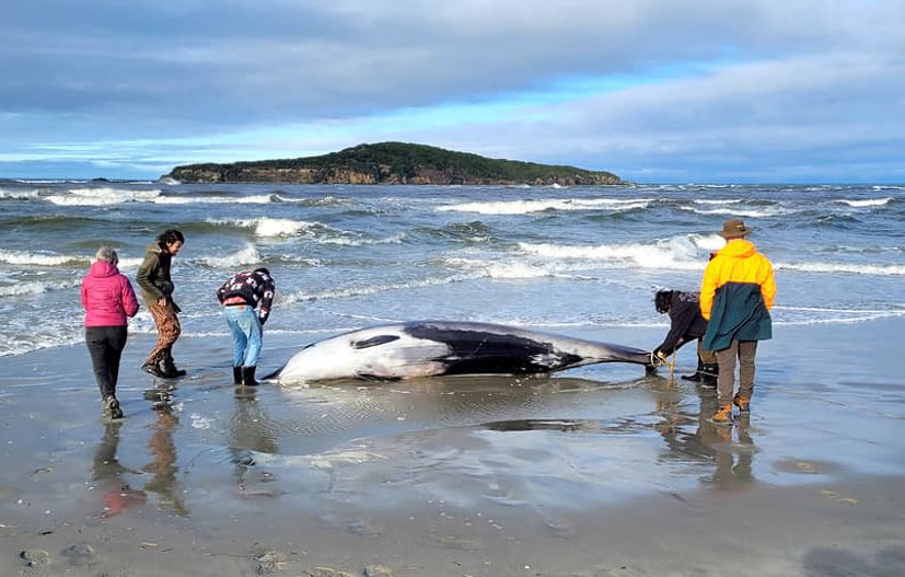 На пляж в Новой Зеландии выбросился редчайший кит