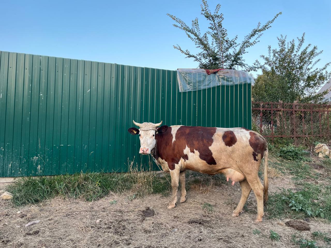 В Севастополе шесть часов спасали корову, провалившуюся в колодец